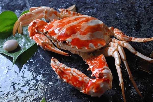 螃蟹专题:我国有哪些常见的螃蟹种类?