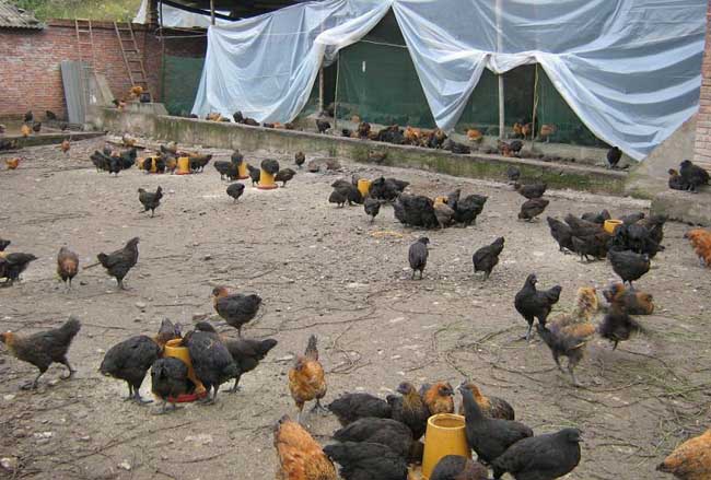 养鸡专题:500只小型养鸡场要投资多少钱?