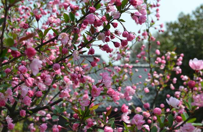花木文化:海棠花的花语是什么?