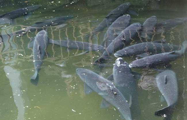 养鱼知识:池塘饲养青鱼的技术以及病害防治
