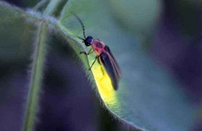 主页 特种养殖 生物趣闻:萤火虫为什么会发光?