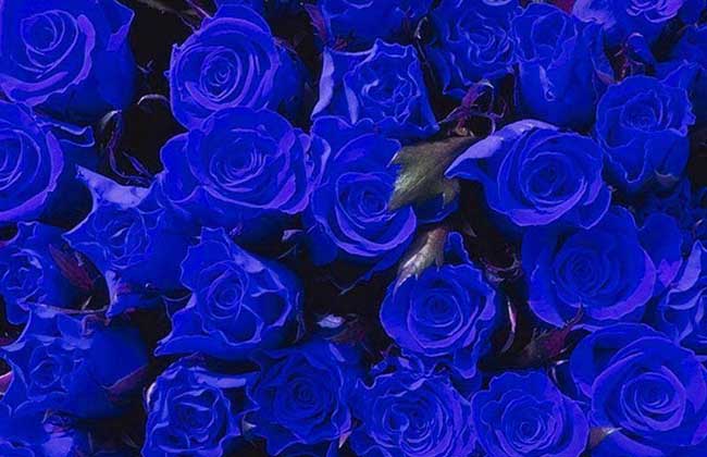 蓝玫瑰的花语与故事传说是什么?附歌曲